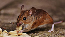 24 Hour & Emergency Exterminators in Coitsville, OH